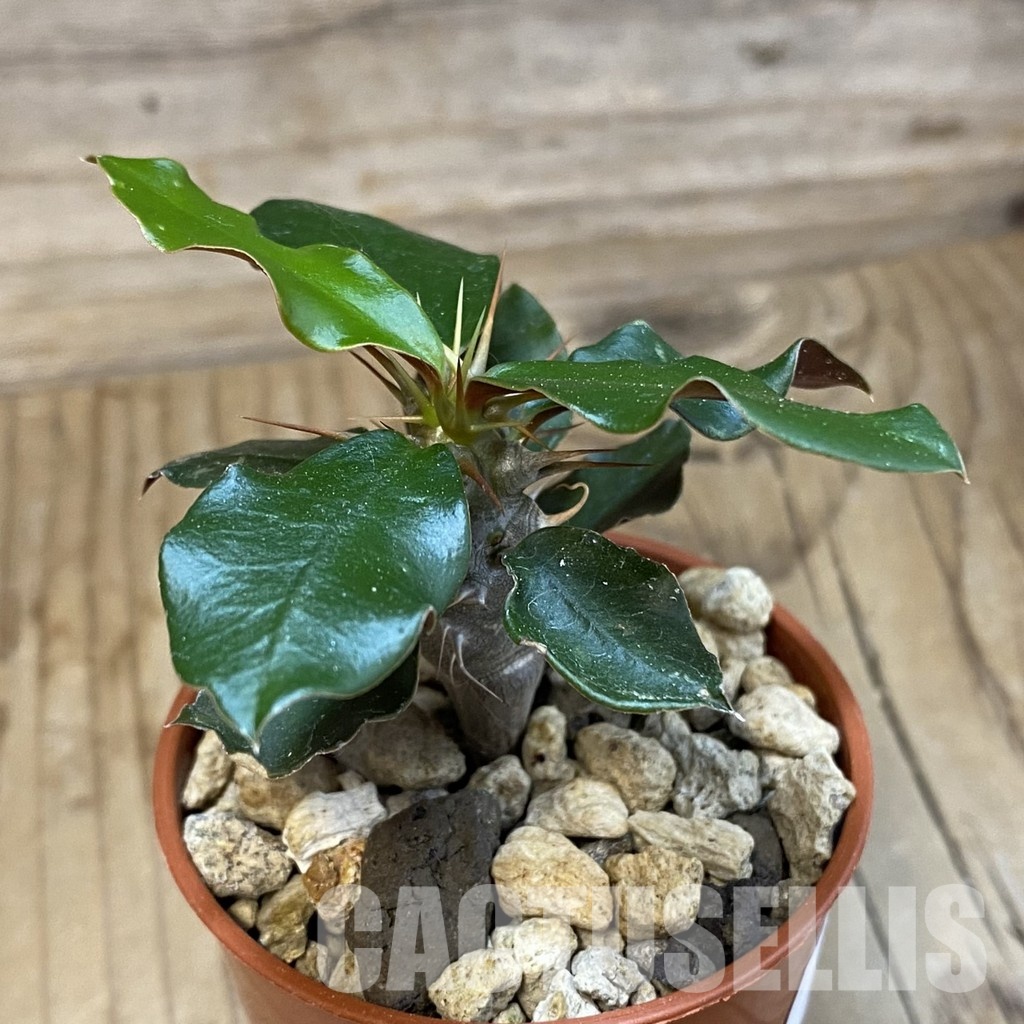 SH34745 Euphorbia delphinensis - Image 2