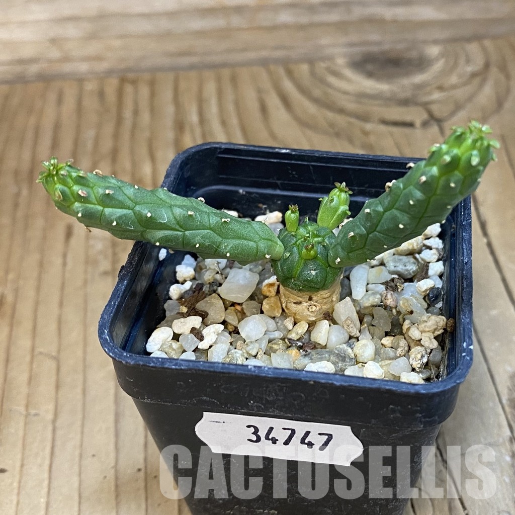 SH34747 Euphorbia inermis -Prava-true - Image 2