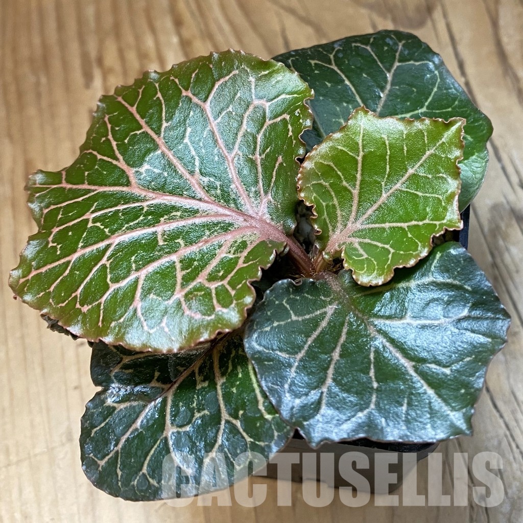 SH34724 Euphorbia francoisii ‘Maple Leaf’