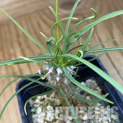 SH34748 Euphorbia gottlebei