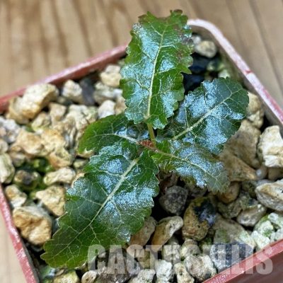 SH34749 Boswellia nana