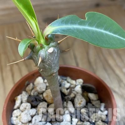 SH34750 Euphorbia viguieri v. capuroniana