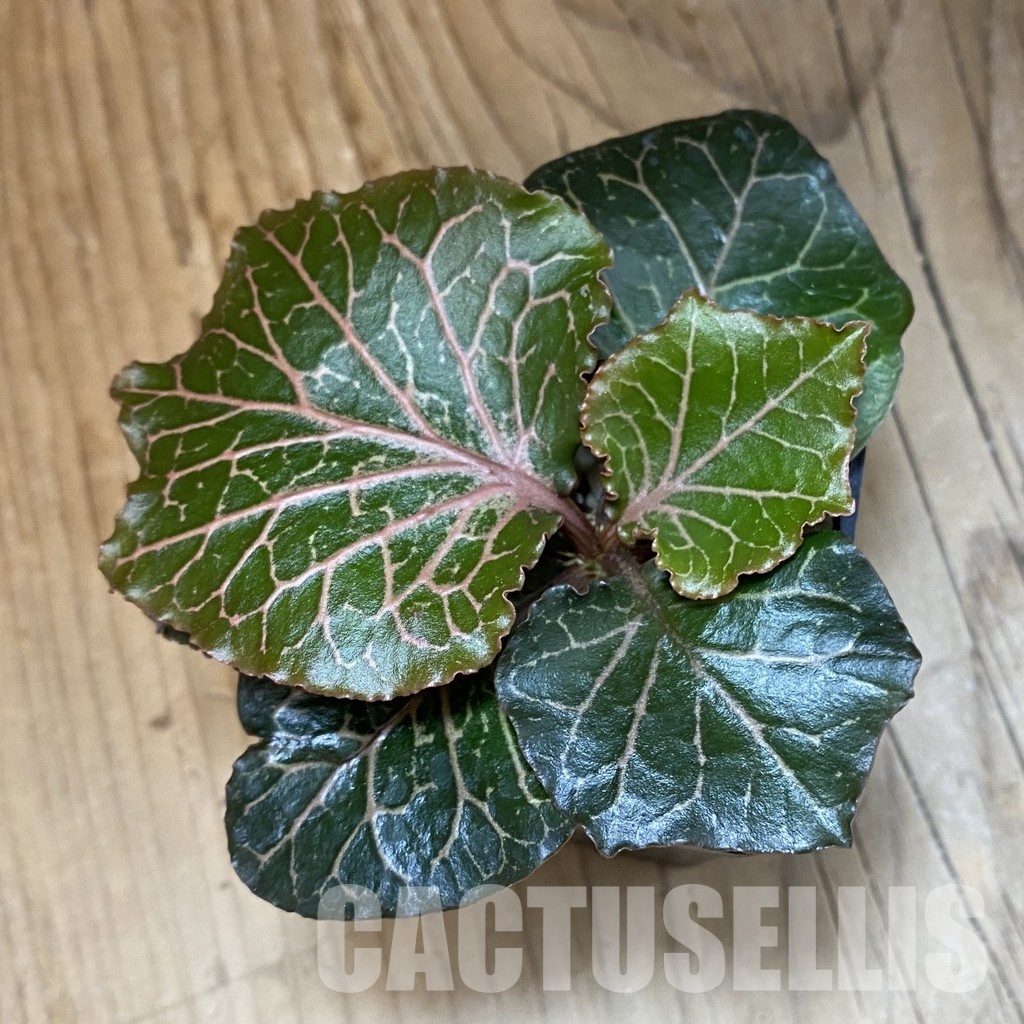 SH34724 Euphorbia francoisii ‘Maple Leaf’ - Image 2