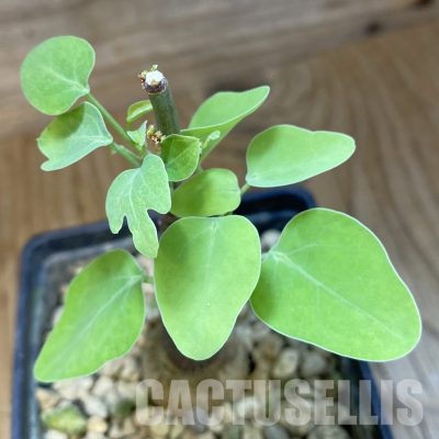 SH34752 Adenia spinosa