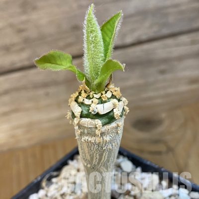 SH34754 euphorbia ankarensis