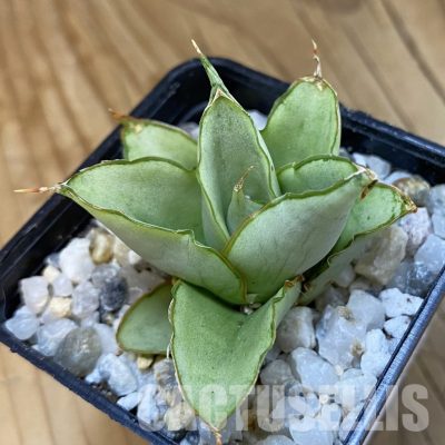 SH34838 Sansevieria ‘Windmill’