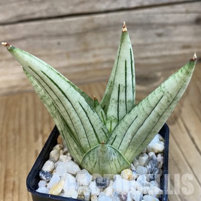 SH34839 Sansevieria ‘Jupiter’