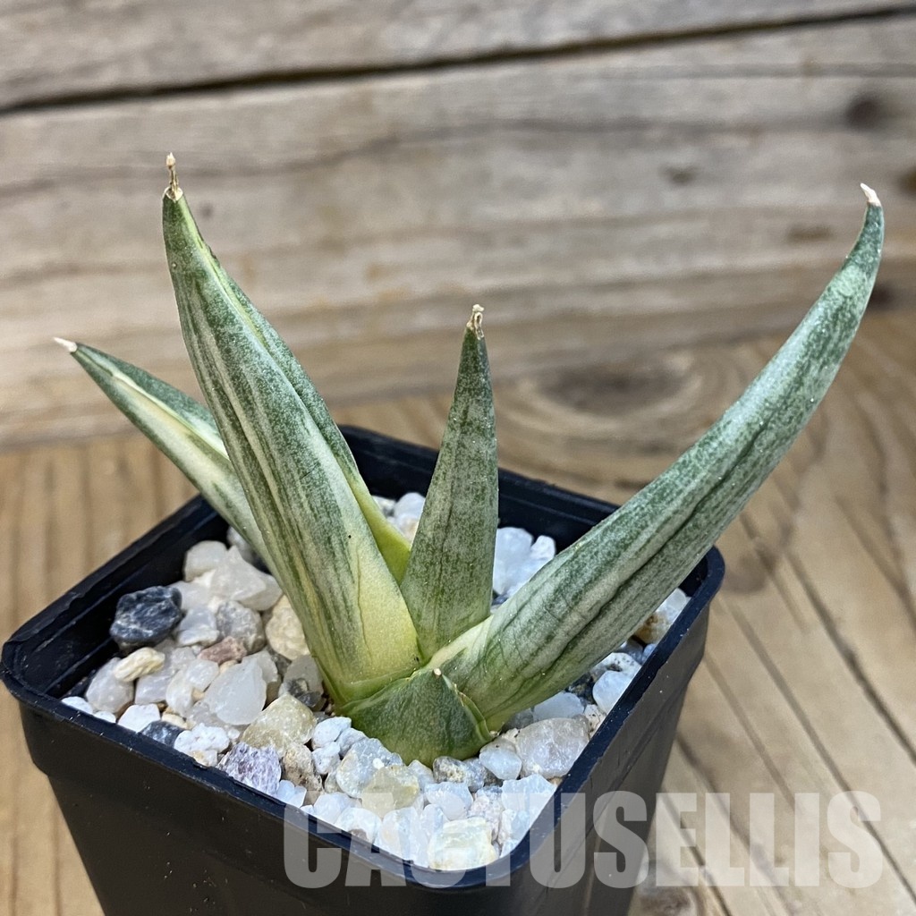 SH34840 Sansevieria ‘Yuki Onna’ f. variegata - Image 2