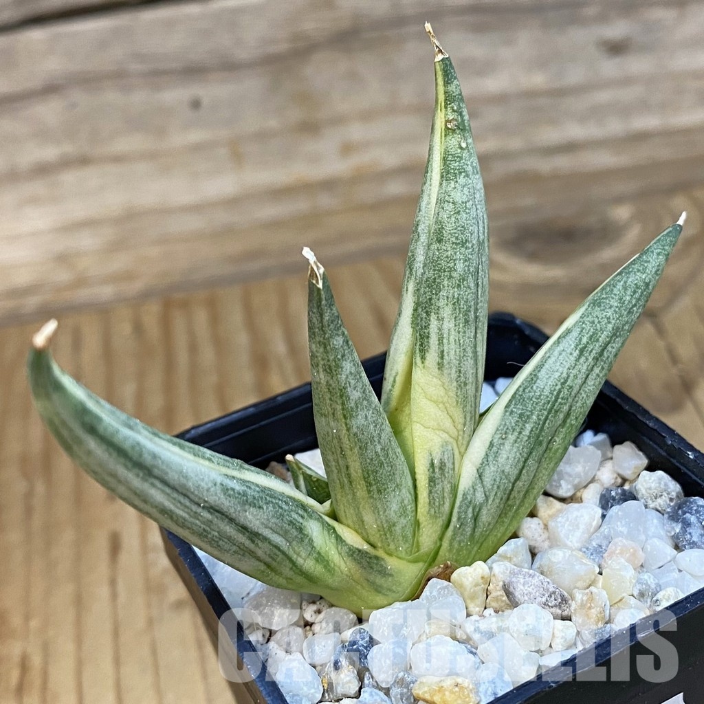 SH34840 Sansevieria ‘Yuki Onna’ f. variegata