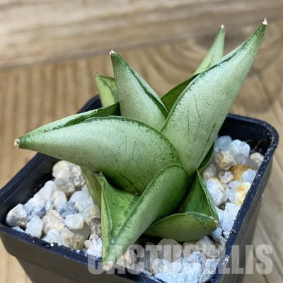 SH34841 Sansevieria ‘Little Fox’