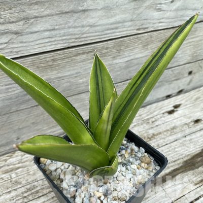 SH34811 Sansevieria ‘Andaman’ f. variegata