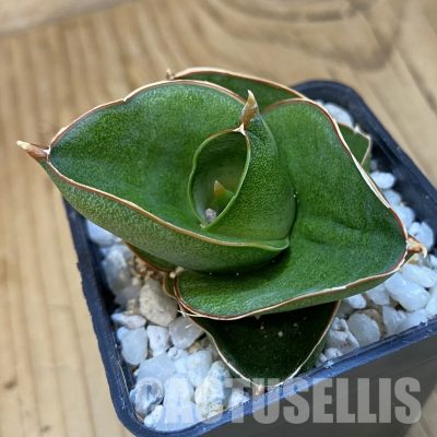 SH34842 Sansevieria ‘Opera House’