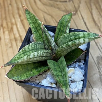 SH34844 Sansevieria ‘Lavender Lady’