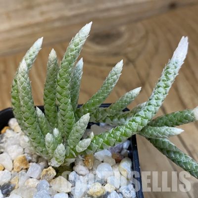 SH34845 Avonia vespertina 04/25