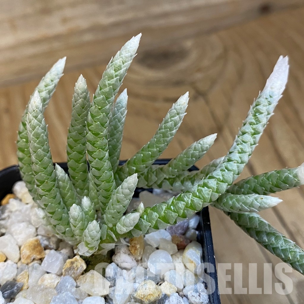 SH34845 Avonia vespertina 04/25