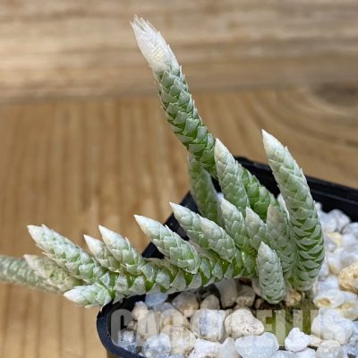 SH34846 Avonia vespertina 04/25