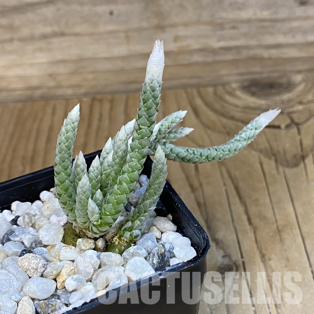 SH34846 Avonia vespertina 04/25 - Image 2
