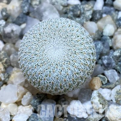 SH34848 Epithelantha bokei v. unguispina VM 418