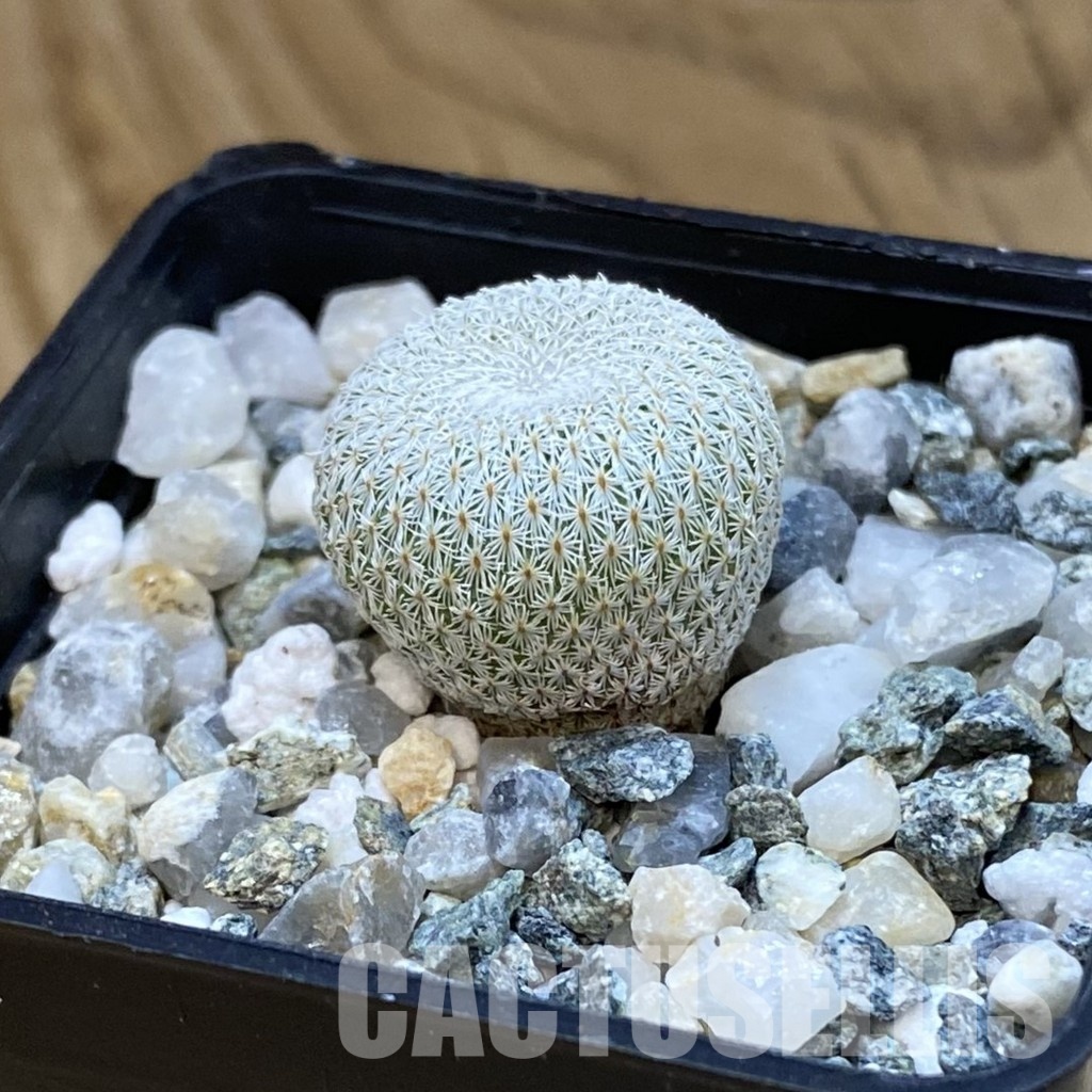 SH34848 Epithelantha bokei v. unguispina VM 418 - Image 2