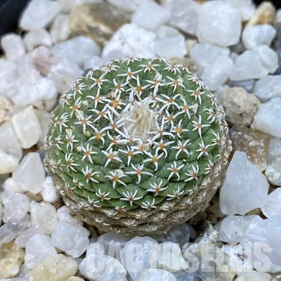SH34850 Strombocactus disciformis f. minimus VM 204
