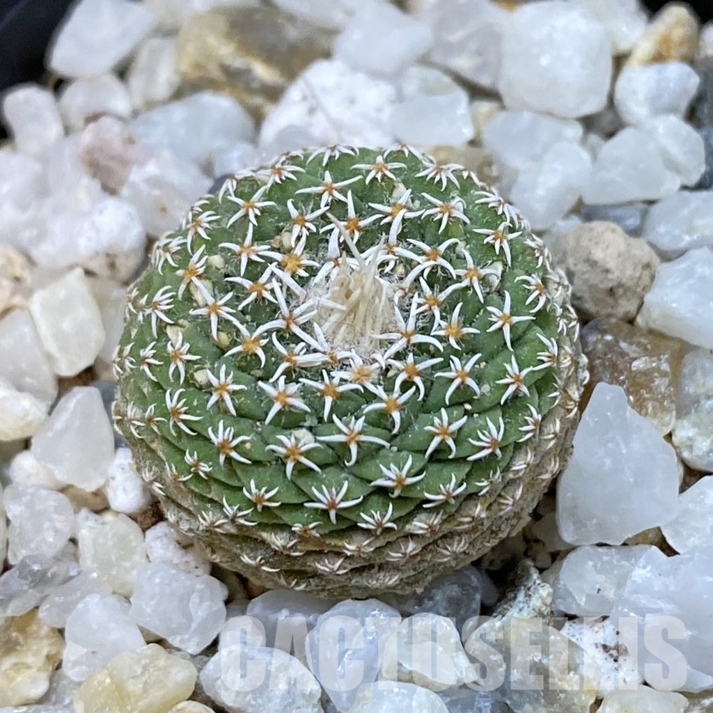 SH34850 Strombocactus disciformis f. minimus VM 204