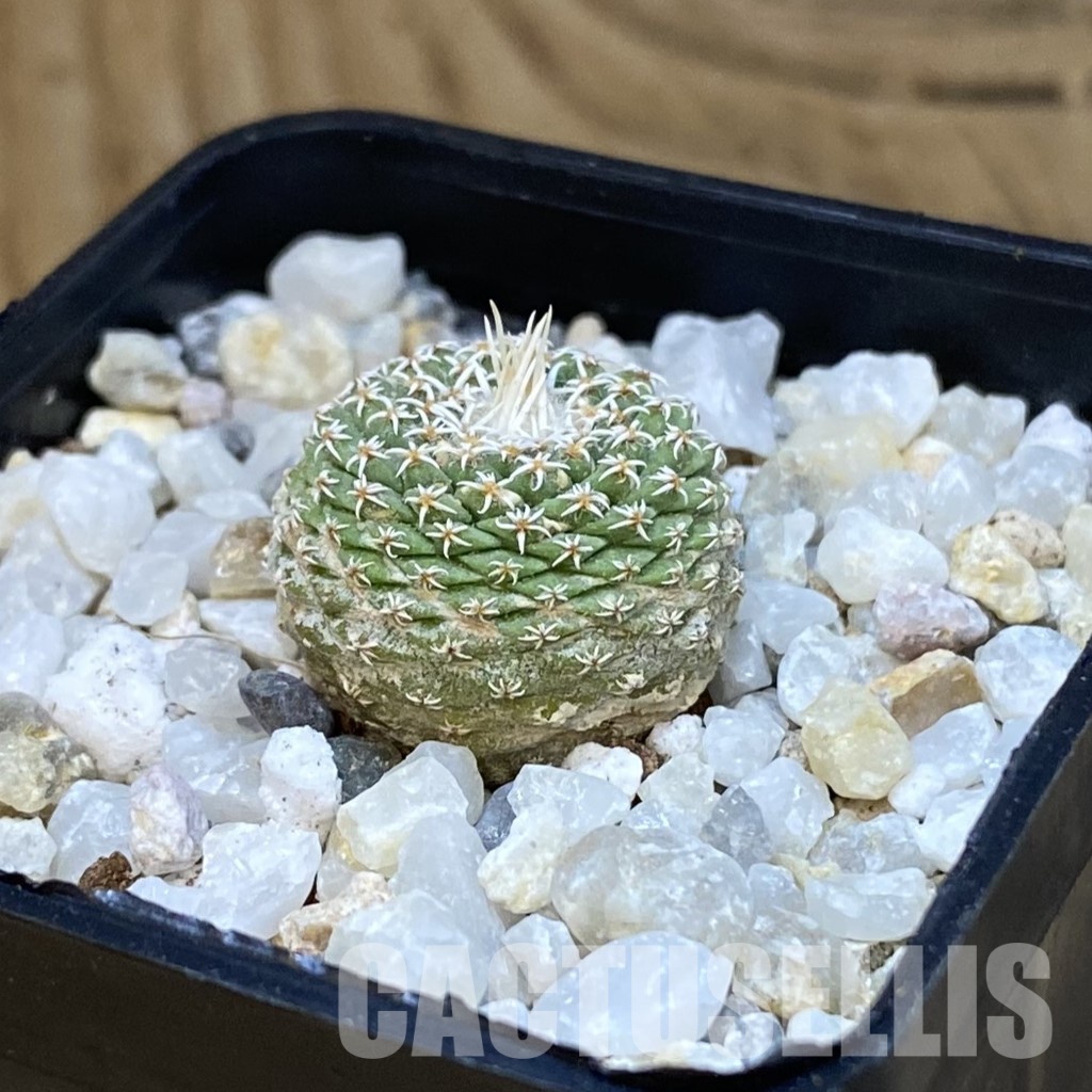 SH34850 Strombocactus disciformis f. minimus VM 204 - Image 2