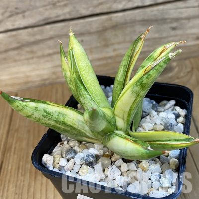 SH34812 Sansevieria ‘Pagoda’ f. variegata