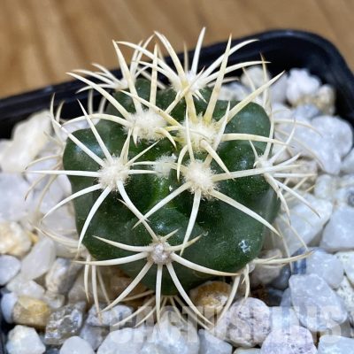 SH34856 Discocactus zehntneri ssp. alagoinhensis, own roots