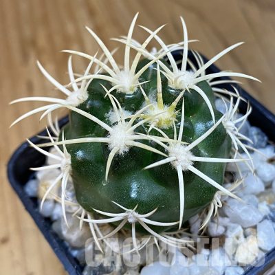SH34857 Discocactus zehntneri ssp. alagoinhensis, own roots