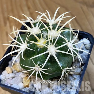 SH34858 Discocactus zehntneri ssp. alagoinhensis, own roots