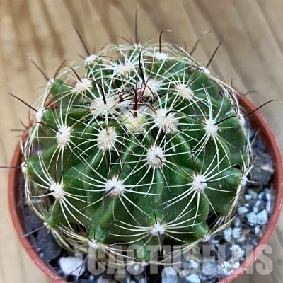 SH34862 Hamatocactus setispinus f. flavibaccatus
