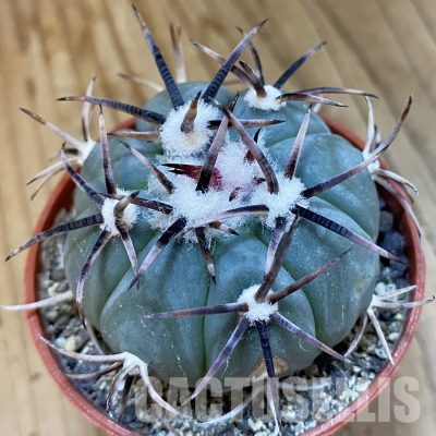 SH34863 Echinocactus horizonthalonius -La Appies-