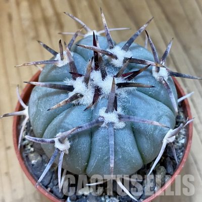 SH34864 Echinocactus horizonthalonius -La Appies-