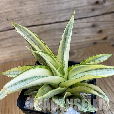 SH34813 Sansevieria ‘Gabriella White’