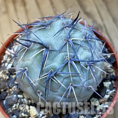 SH34865 Tephrocactus geometricus