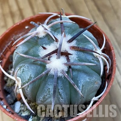 SH34866 Echinocactus horizonthalonius KMR 21