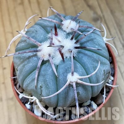 SH34867 Echinocactus horizonthalonius KMR 21