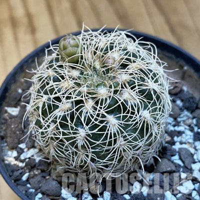 SH34869 Gymnocalycium parvulum
