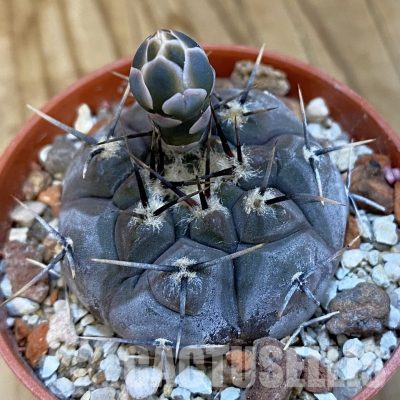 SH34870 Gymnocalycium esperanzae -Nueva Esperanza-