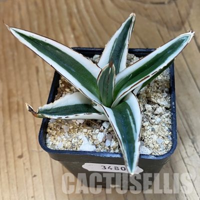 SH34808 Agave victoriae-reginae ‘White Rhino’