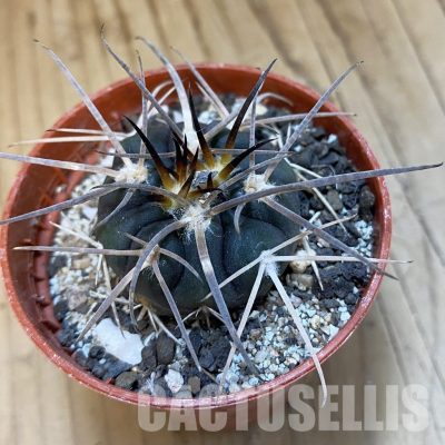 SH34872 Gymnocalycium spegazzinii VS 120