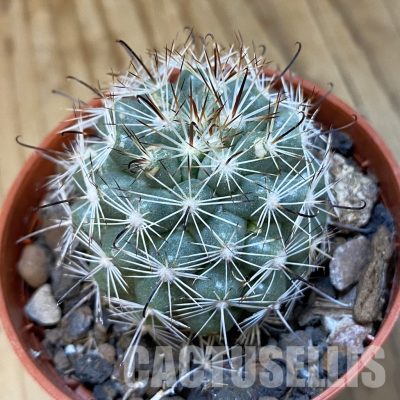 SH34873 Mammillaria boolii