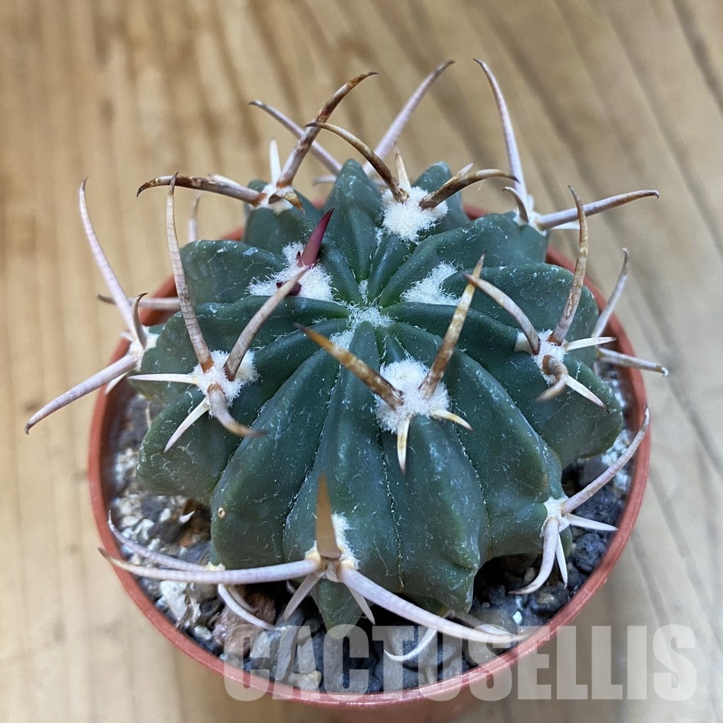 SH34875 Echinofossulocactus coptonogonus PP 959