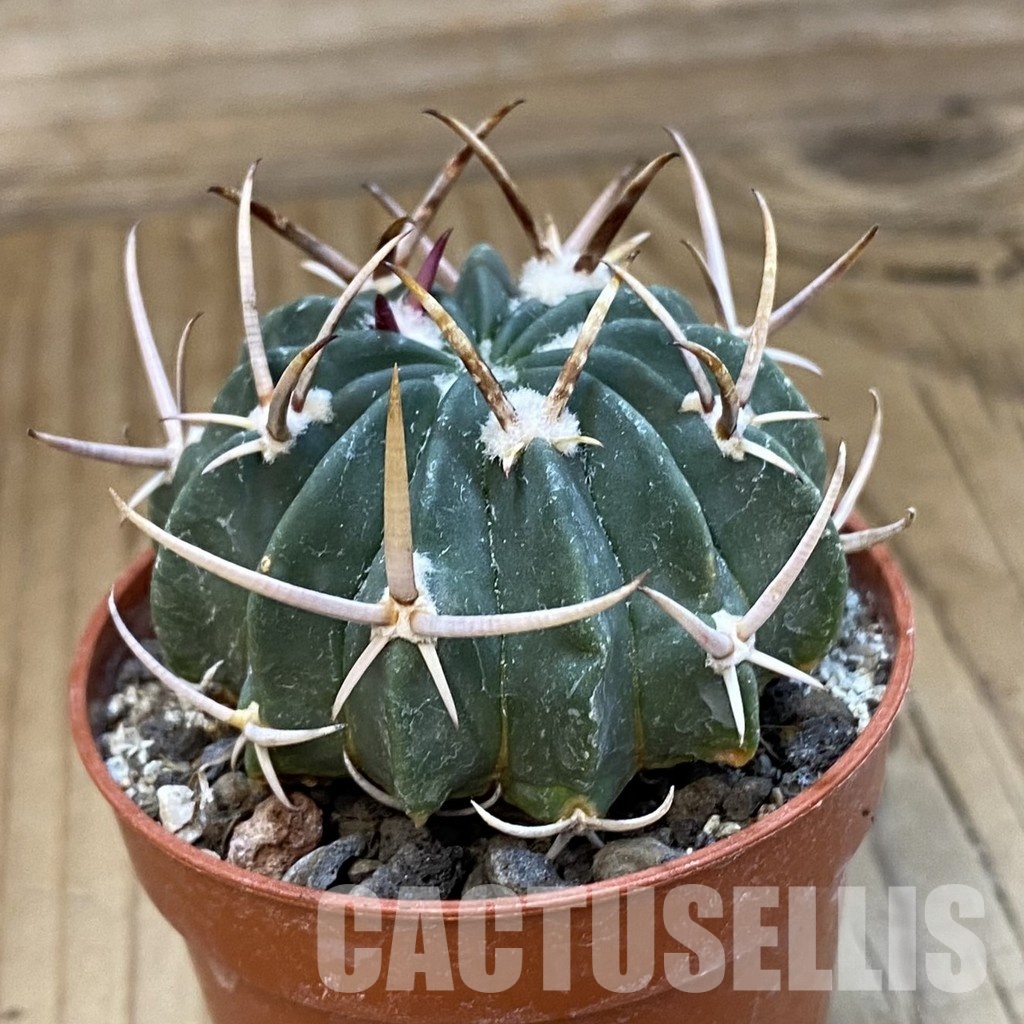 SH34875 Echinofossulocactus coptonogonus PP 959 - Image 2