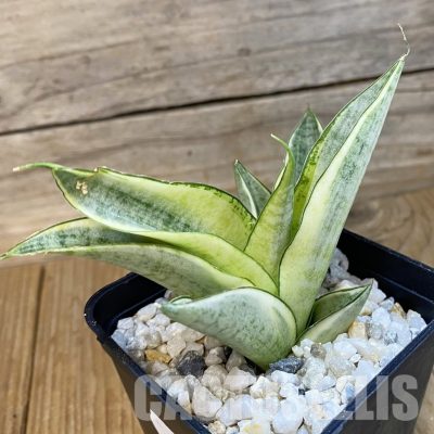 SH34814 Sansevieria ‘Gabriella White’
