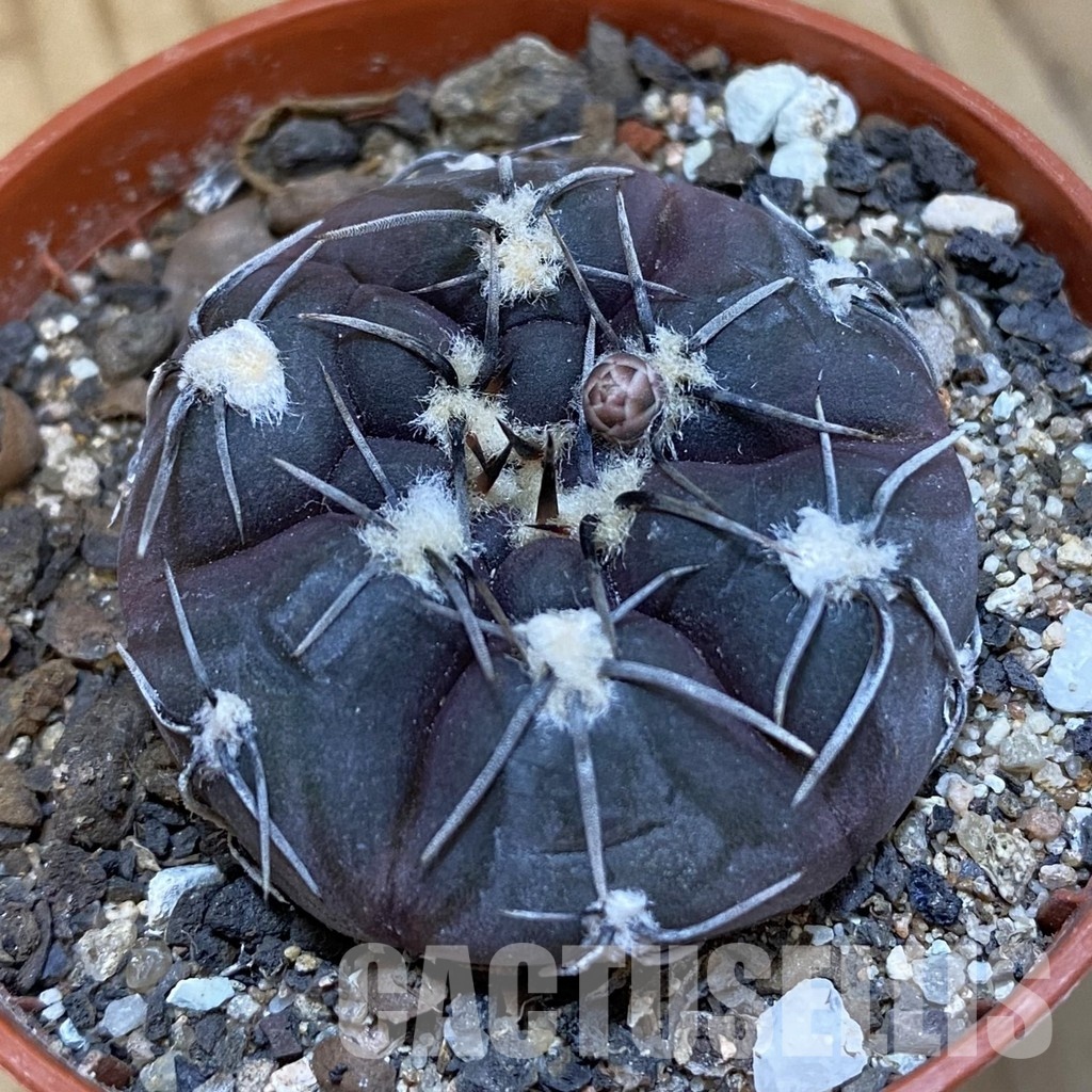 SH34878 Gymnocalycium berchtii VS 161