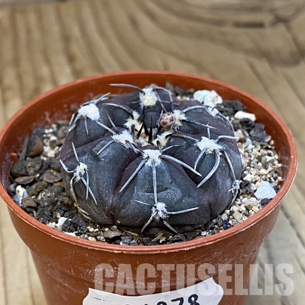 SH34878 Gymnocalycium berchtii VS 161 - Image 2
