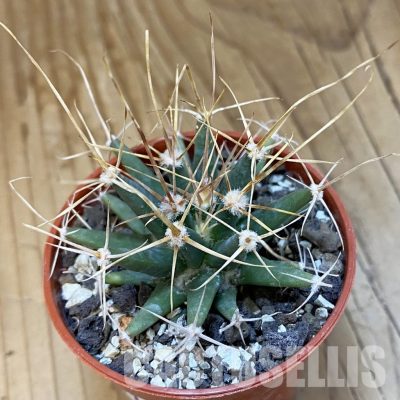 SH34879 Ferobergia seedling