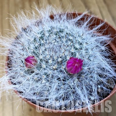 SH34880 Mammillaria hahniana