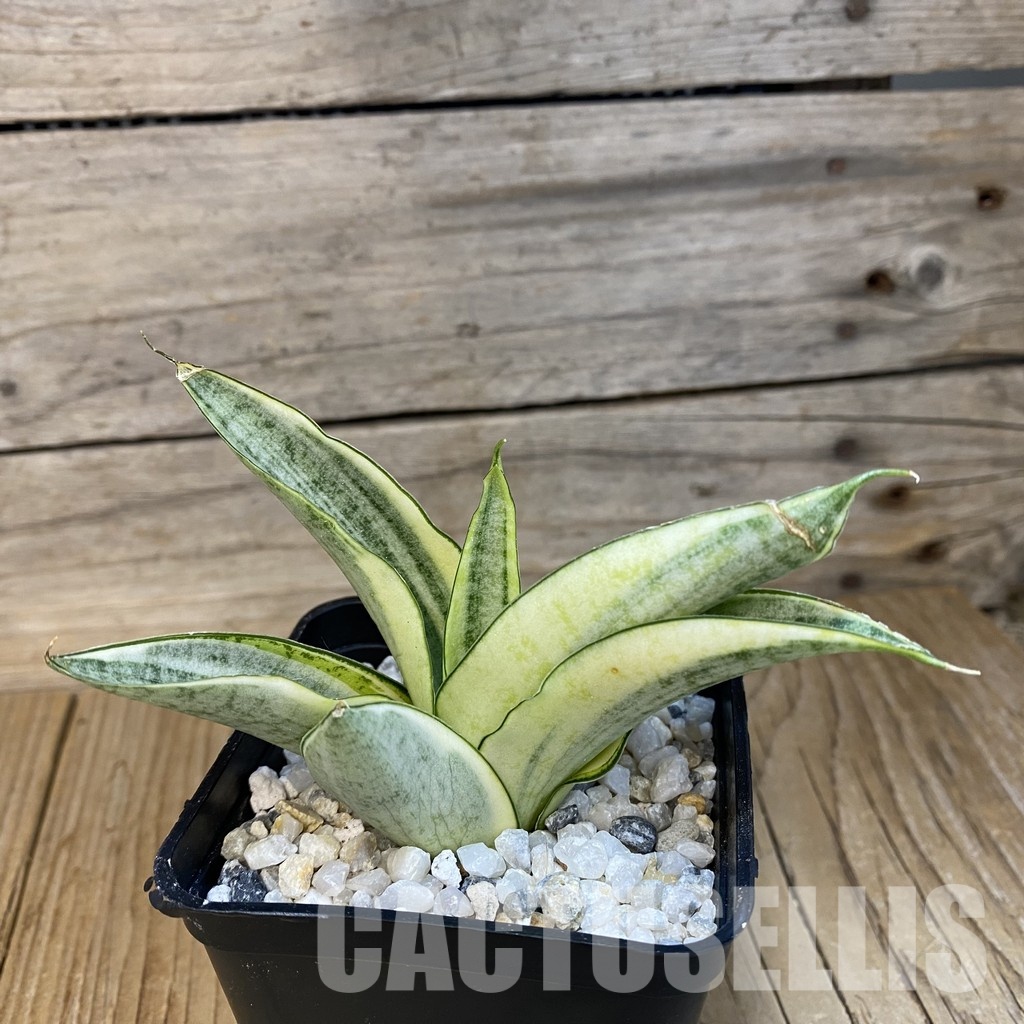 SH34814 Sansevieria ‘Gabriella White’ - Image 2